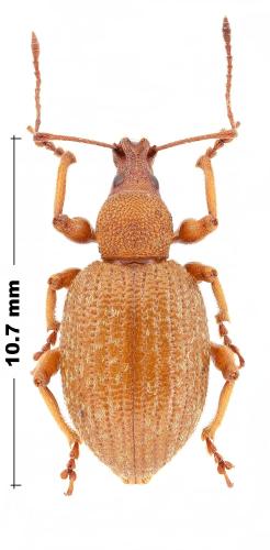 Réf. 318 786 : Otiorhynchus aurifer